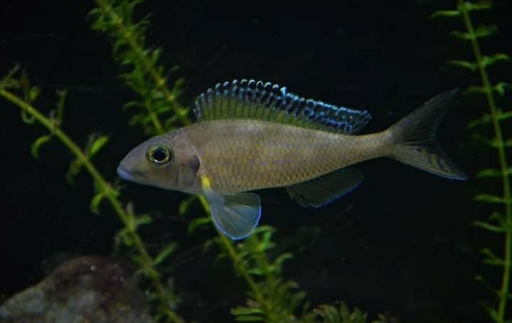 Xenotilapia spilopterus 'Mabilibili Bay'